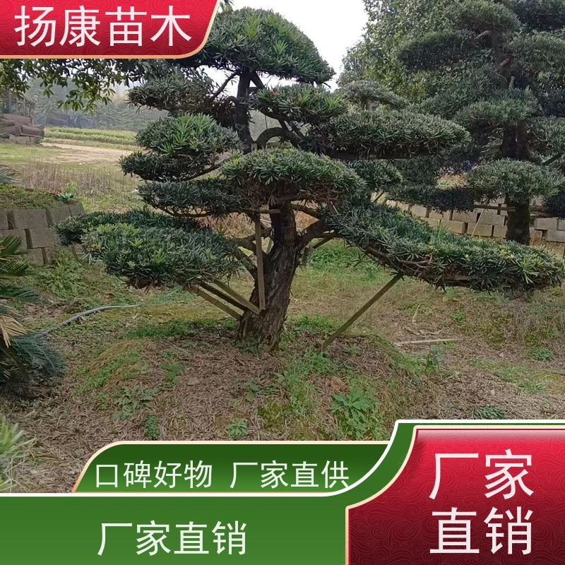 宽叶罗汉松 基地直供 扬康苗木 景区园林公园绿化种植