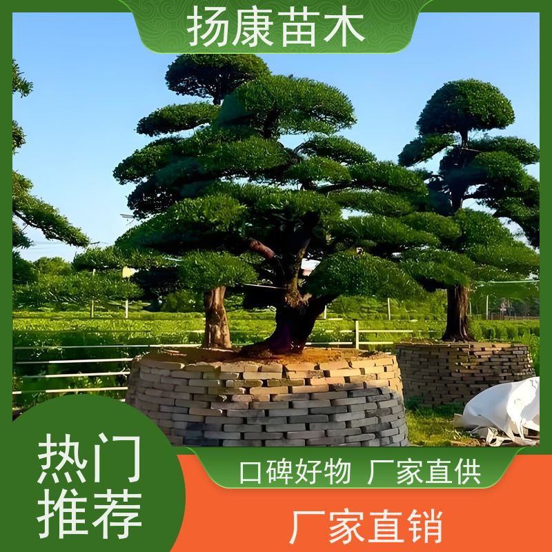 15公分罗汉松 园林绿化 多种规格可选 扬康苗木