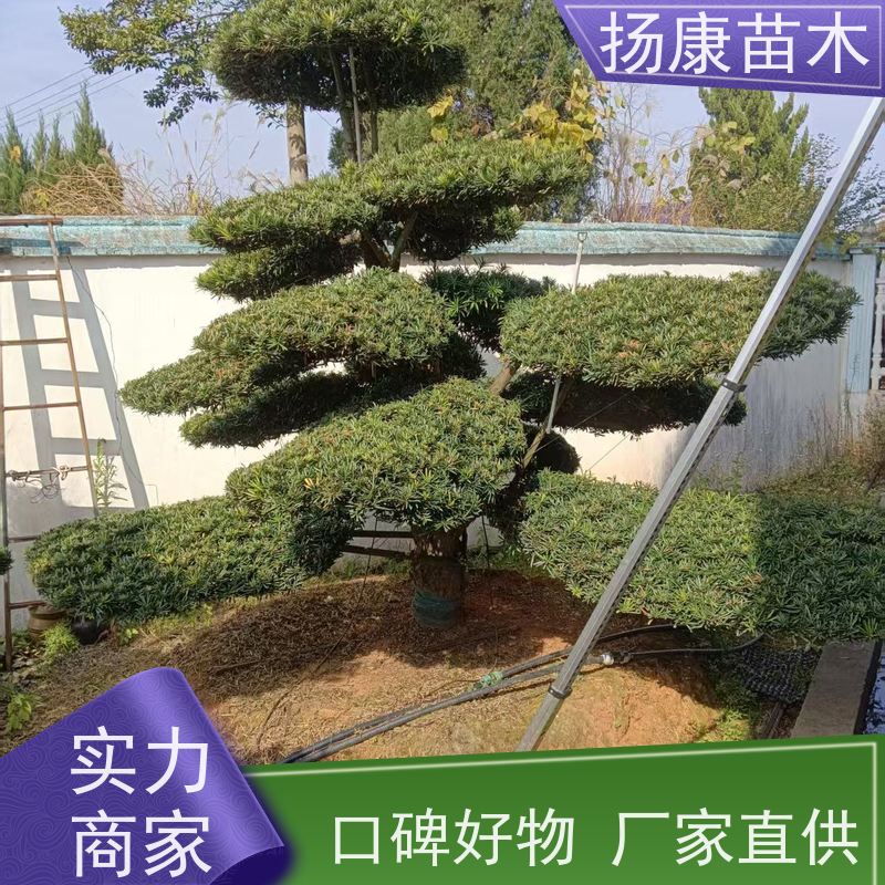 扬康苗木 景区园林绿化用 黑松 别墅庭院风景树 10公分罗汉松