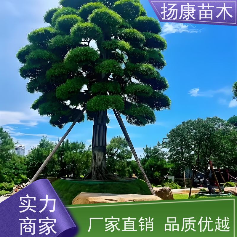 珍珠罗汉松 别墅区点缀 易养活 规格齐全 扬康苗木
