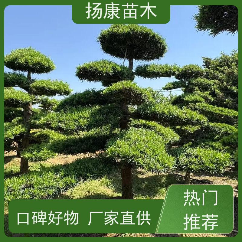 雀舌罗汉松 景区园林公园绿化种植 全国供应 扬康苗木