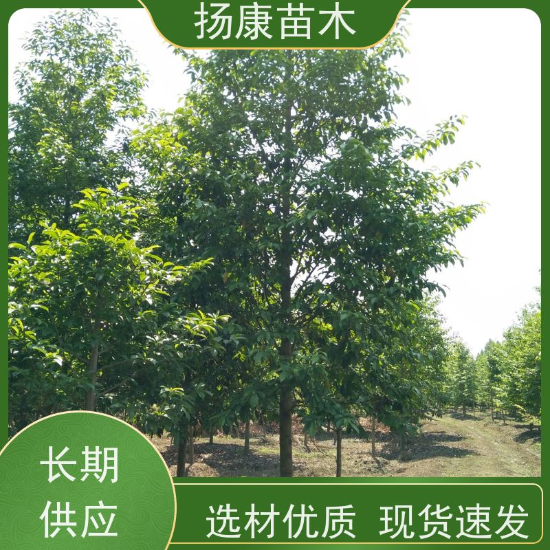 14公分乐昌含笑 树形优美 工厂绿化可用 批发销售