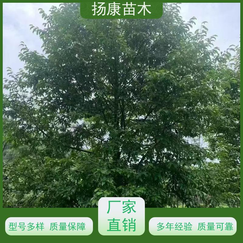 17公分乐昌含笑 公园绿化 露地种植 适应性强 苗木批发