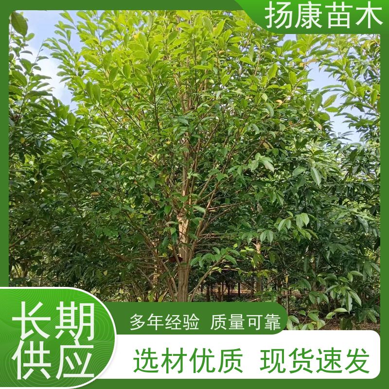 15公分乐昌含笑 园林庭院造景植物 适用性强 高成活率