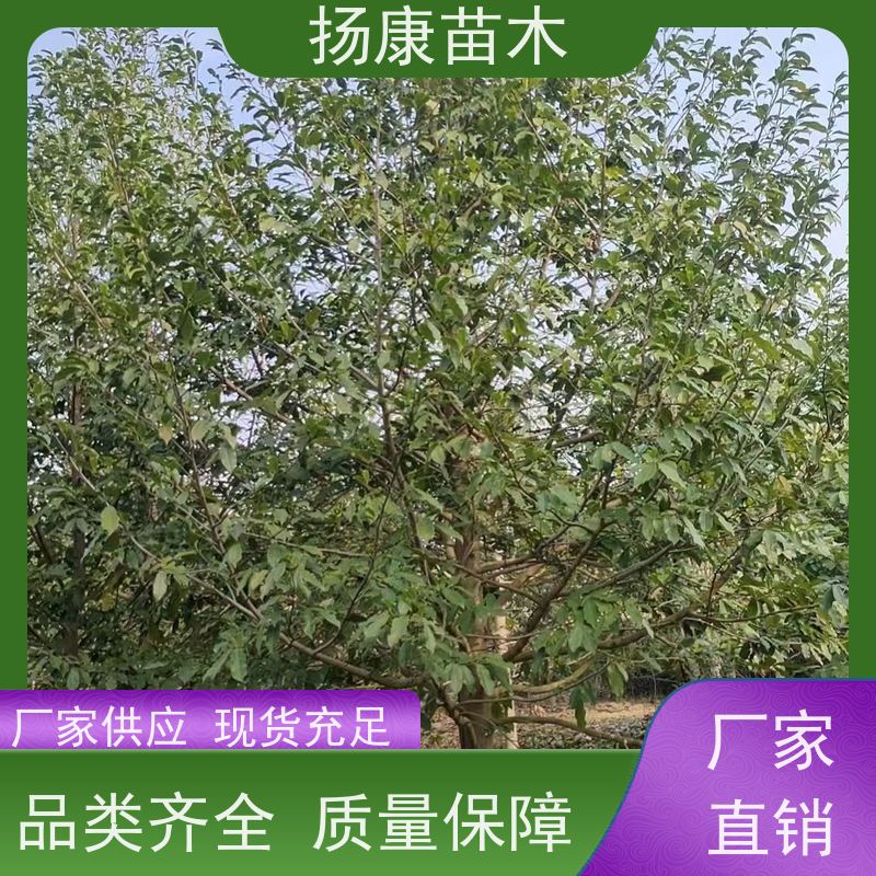 25公分乐昌含笑 园林庭院造景植物 适用性强 种类齐全