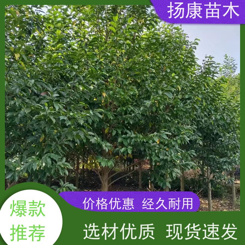 14公分乐昌含笑 行道树系列树种养护 种植基地