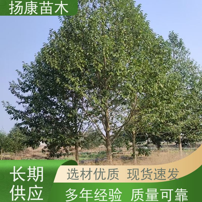 19公分乐昌含笑 行道树系列树种养护 批发销售