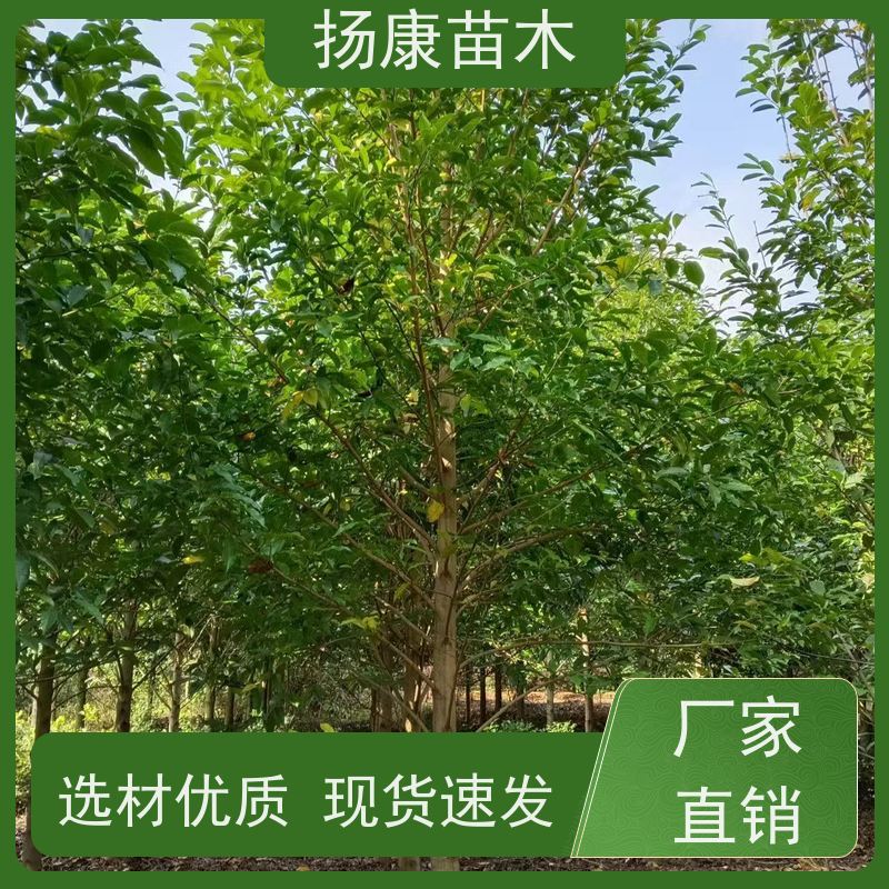 9公分乐昌含笑 行道树系列树种养护 树形优美 高成活率