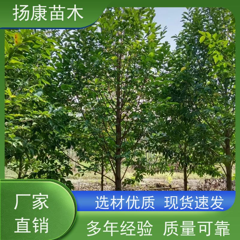 35公分乐昌含笑 花木基地 公园绿化行道树 规格齐全