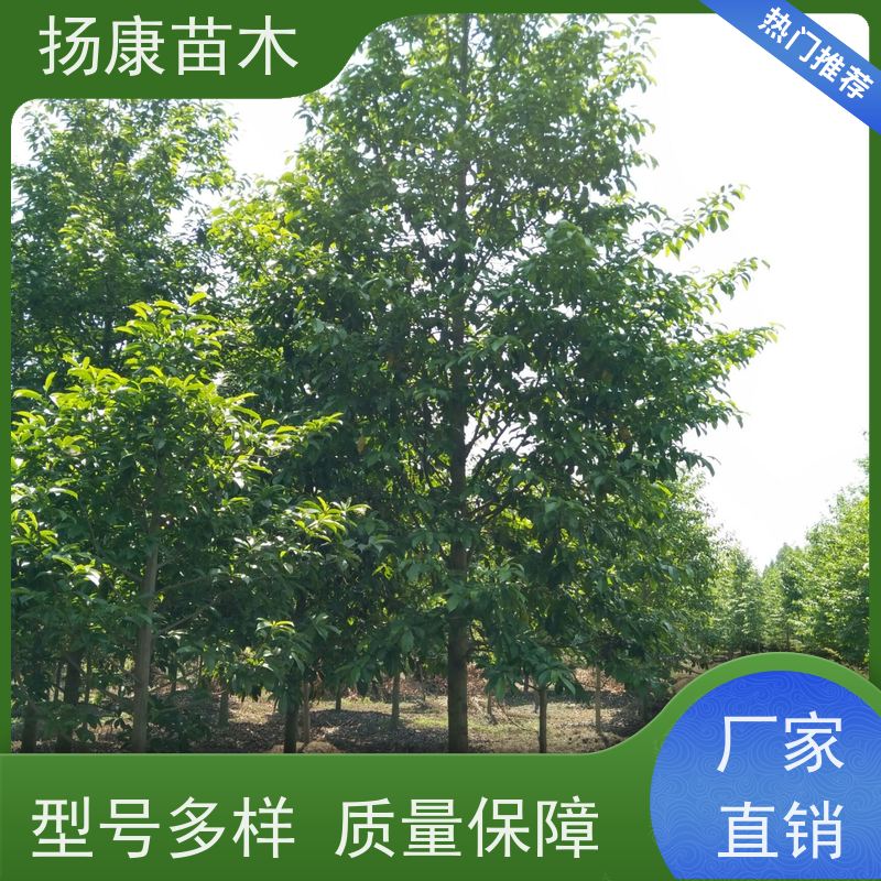 16公分乐昌含笑 竖形常绿灌木绿植适用于园林绿化 苗木批发