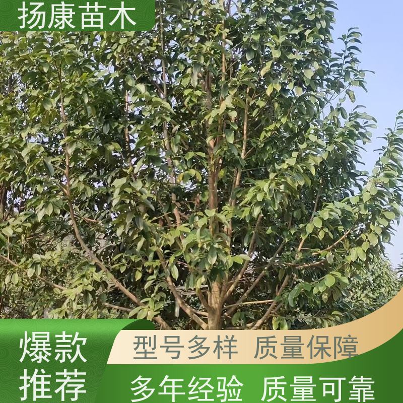 乐 昌含笑 行道树系列树种养护 树形优美 大量供应