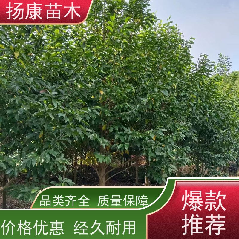 16公分乐昌含笑 公园绿化 露地种植 适应性强 规格齐全
