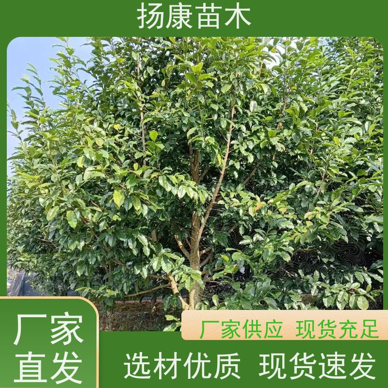 12公分乐昌含笑 花木基地 公园绿化行道树 规格齐全