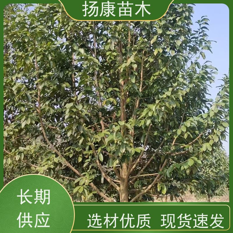 20公分乐昌含笑 花木基地 公园绿化行道树 源头厂家