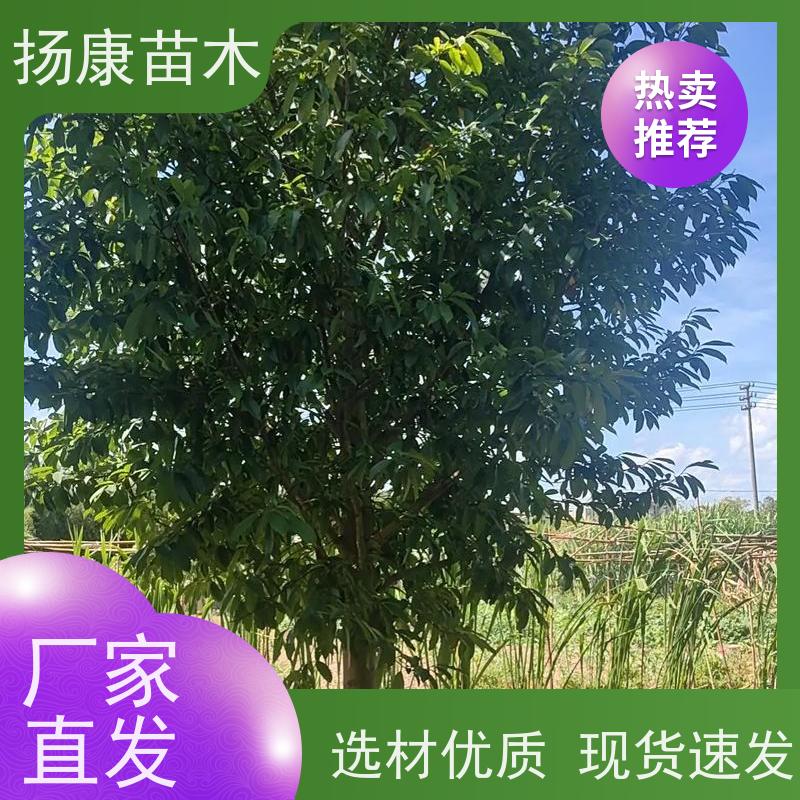13公分乐昌含笑 行道树系列树种养护 树形优美 现挖现发