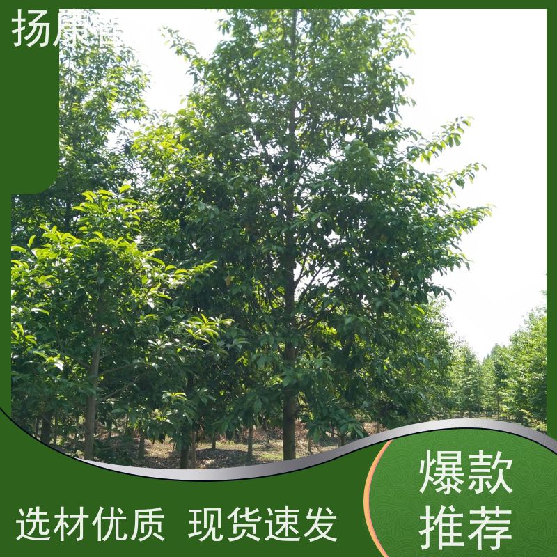 20公分乐昌含笑 枝叶繁茂 四季常青行道树 大量供应