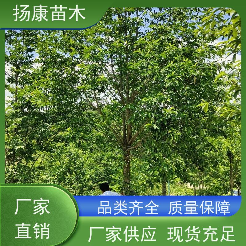 含笑树 行道树系列树种养护 树形优美 优选常绿