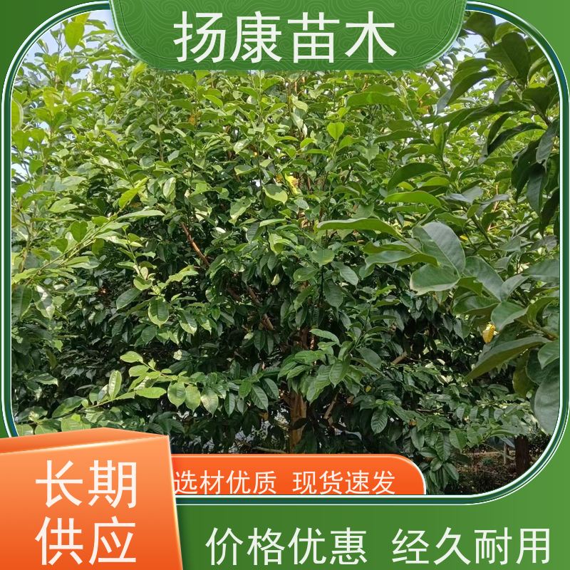 乐 昌含笑 公园绿化 露地种植 适应性强 大量供应