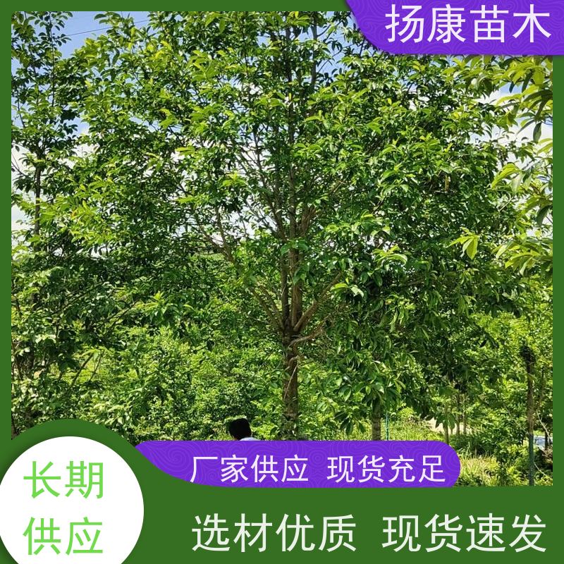 40公分乐昌含笑 树形优美 工厂绿化可用 现挖现卖