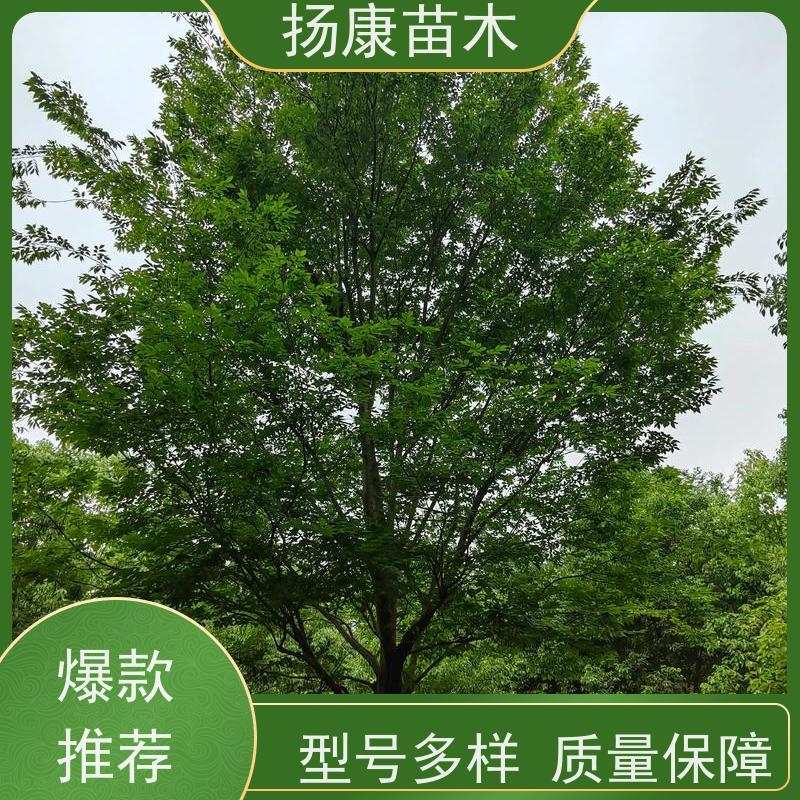 40公分乐昌含笑 竖形常绿灌木绿植适用于园林绿化 易成活