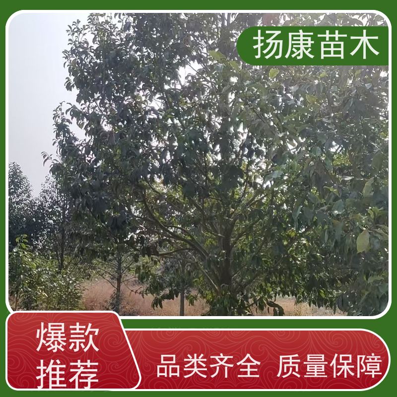 18公分乐昌含笑 竖形常绿灌木绿植适用于园林绿化 源头厂家