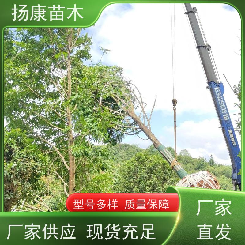 20公分乐昌含笑 花木基地 公园绿化行道树 现挖现卖