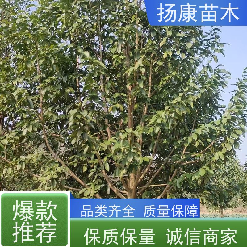 35公分乐昌含笑 花木基地 公园绿化行道树 大量供应