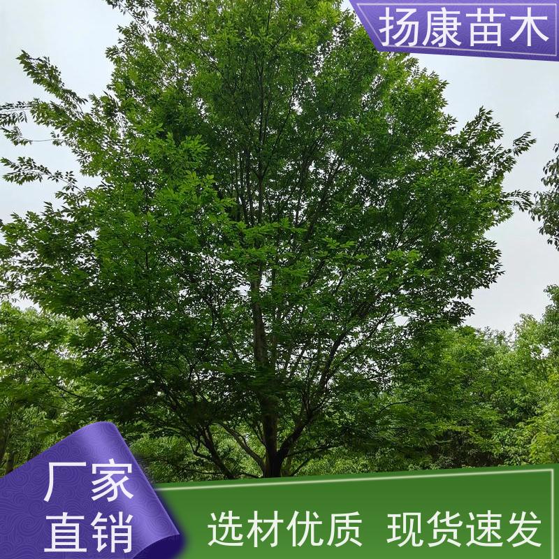 18公分全冠乐昌含笑 适用园林风景街道 规格齐全