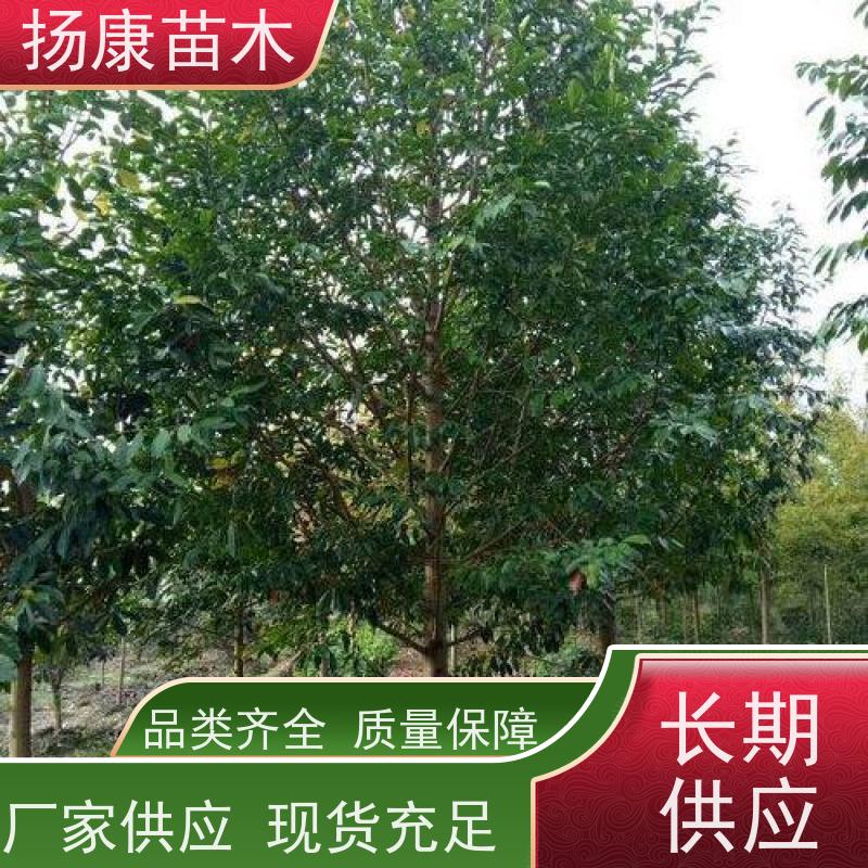 18公分乐昌含笑 公园绿化 露地种植 适应性强 培育基地