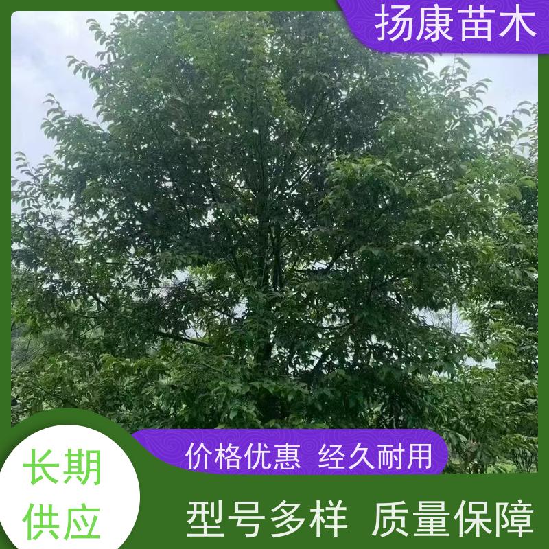 15公分乐昌含笑 园林庭院造景植物 适用性强 实地看苗 