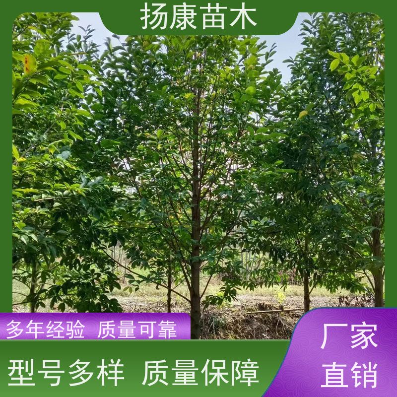 25公分乐昌含笑 行道树系列树种养护 基地直供 