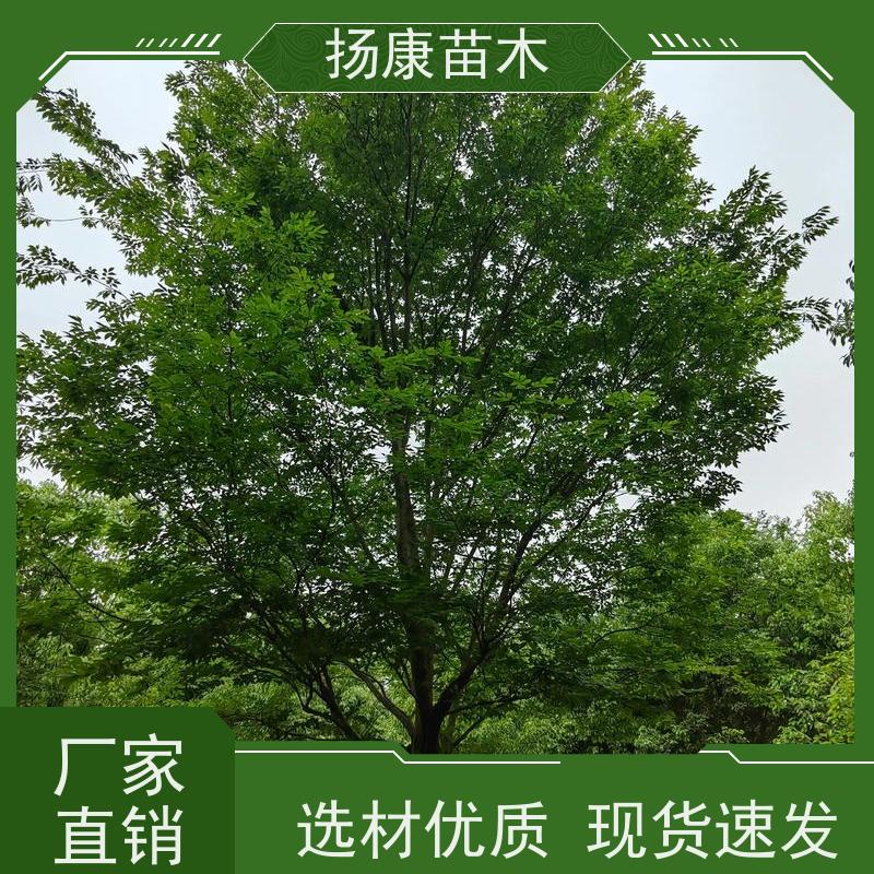 9公分乐昌含笑 树形优美 工厂绿化可用 现挖现卖