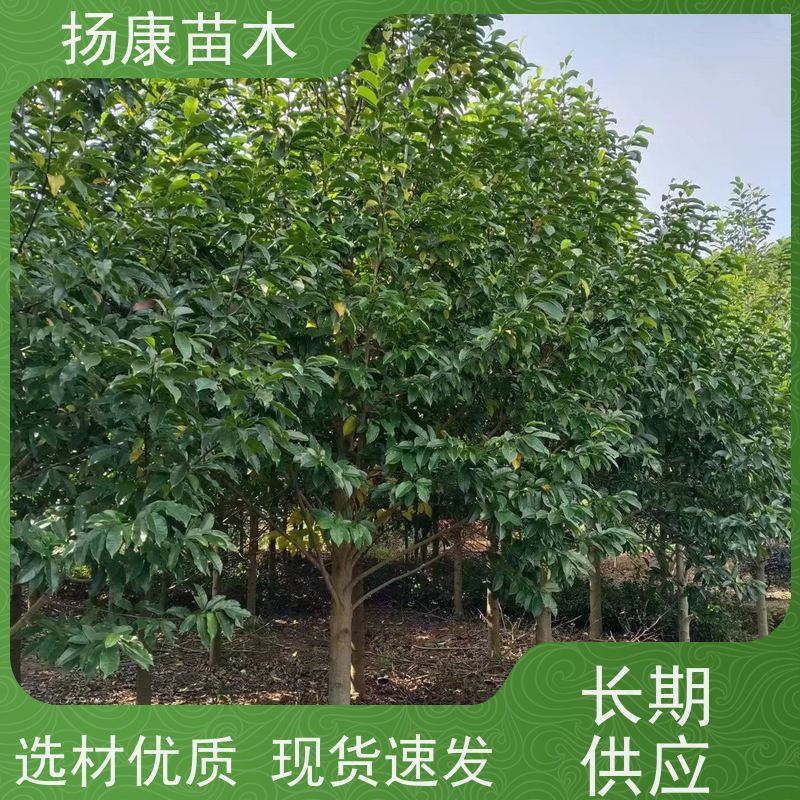 移植乐 昌含笑 花木基地 公园绿化行道树 源头厂家