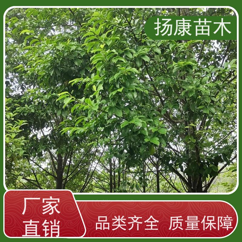 9公分乐昌含笑 花木基地 公园绿化行道树 现挖现卖