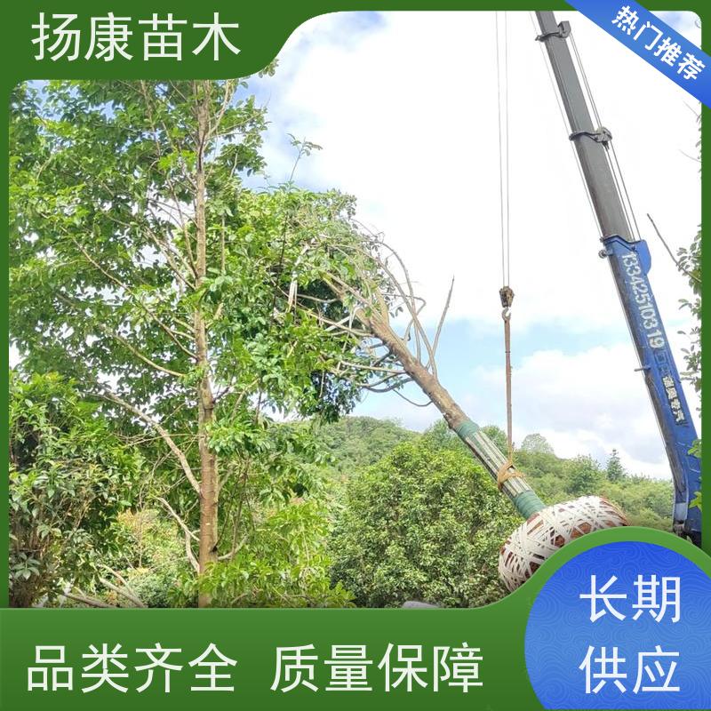 20公分乐昌含笑 枝叶繁茂 四季常青行道树 源头厂家