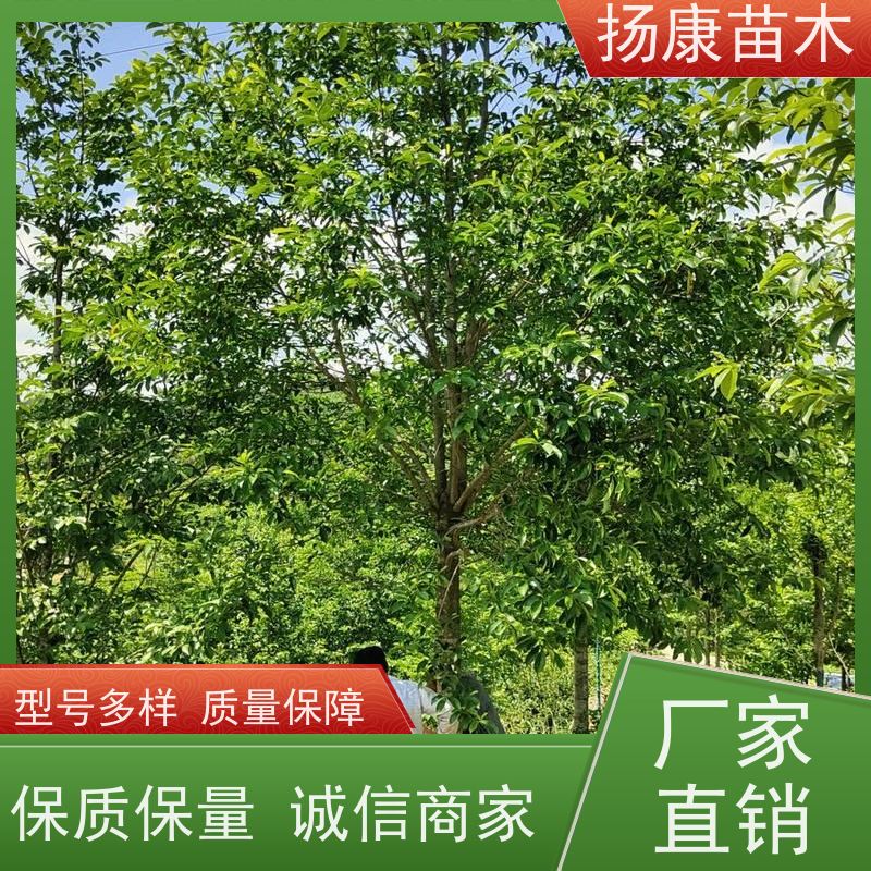 8公分乐昌含笑 园林景区栽植 精致美丽 规格齐全