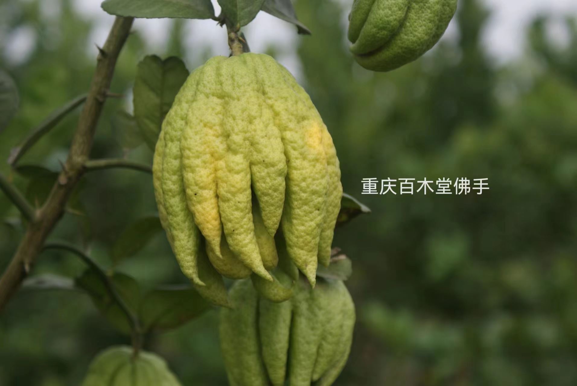 百木堂川佛手苗园林景区栽植中药材种植基地 
