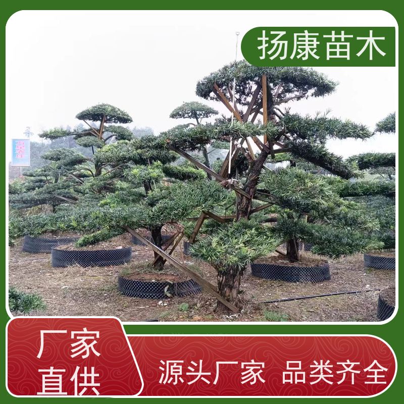 10公分罗汉松 多种规格可选 扬康苗木 四季常青植物