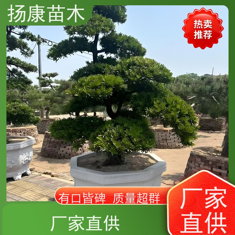 贵妃罗汉松 全国供应 扬康苗木 别墅庭院风景树 