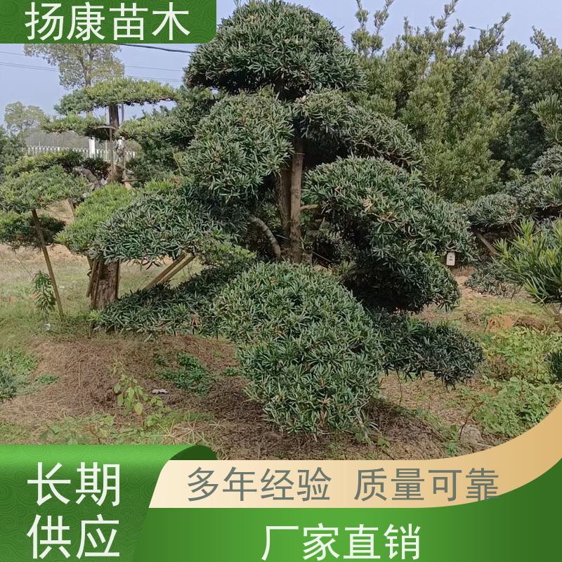 小叶罗汉松 基地直供 扬康苗木 园林绿化造型松