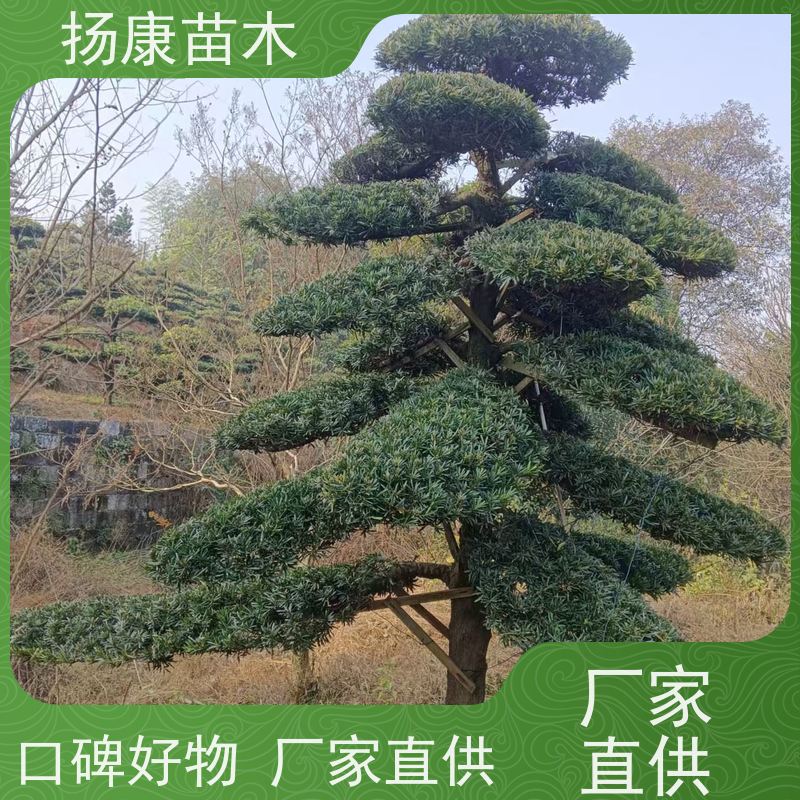扬康苗木 规格齐全 形状优美 风景绿化树 米叶罗汉松