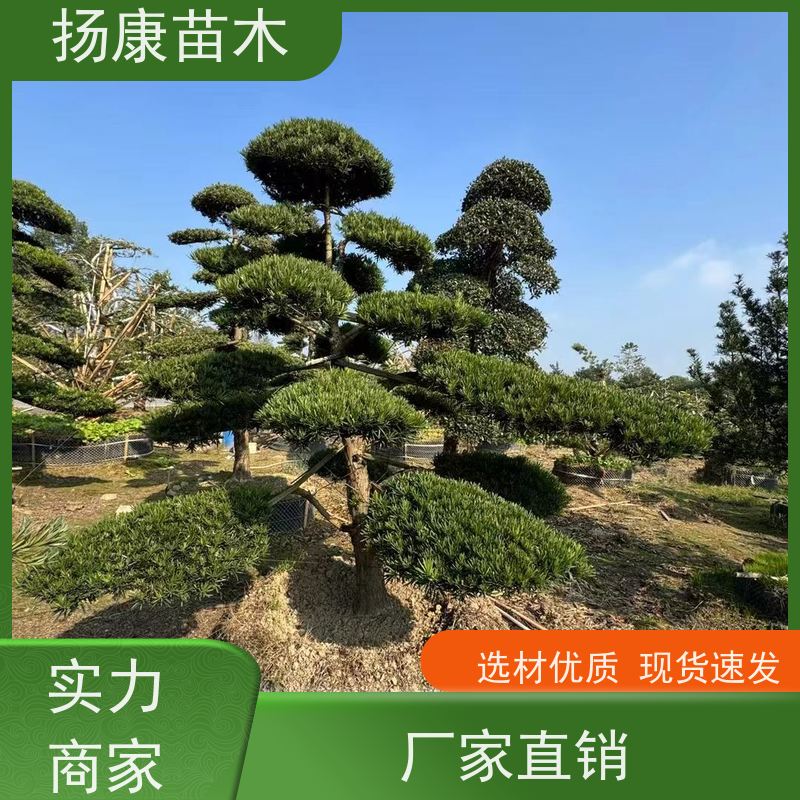 扬康苗木 景区园林绿化用 黑松 别墅庭院风景树 斜飘罗汉松