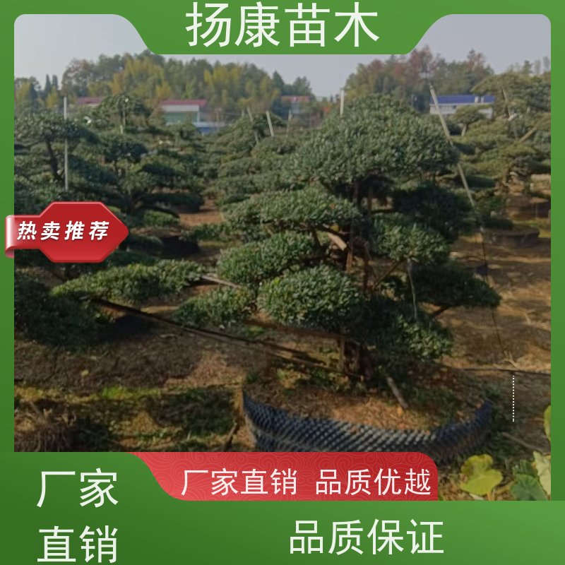 米叶罗汉松 全国供应 扬康苗木 庭院园林景观打造绿化道路观赏价值高