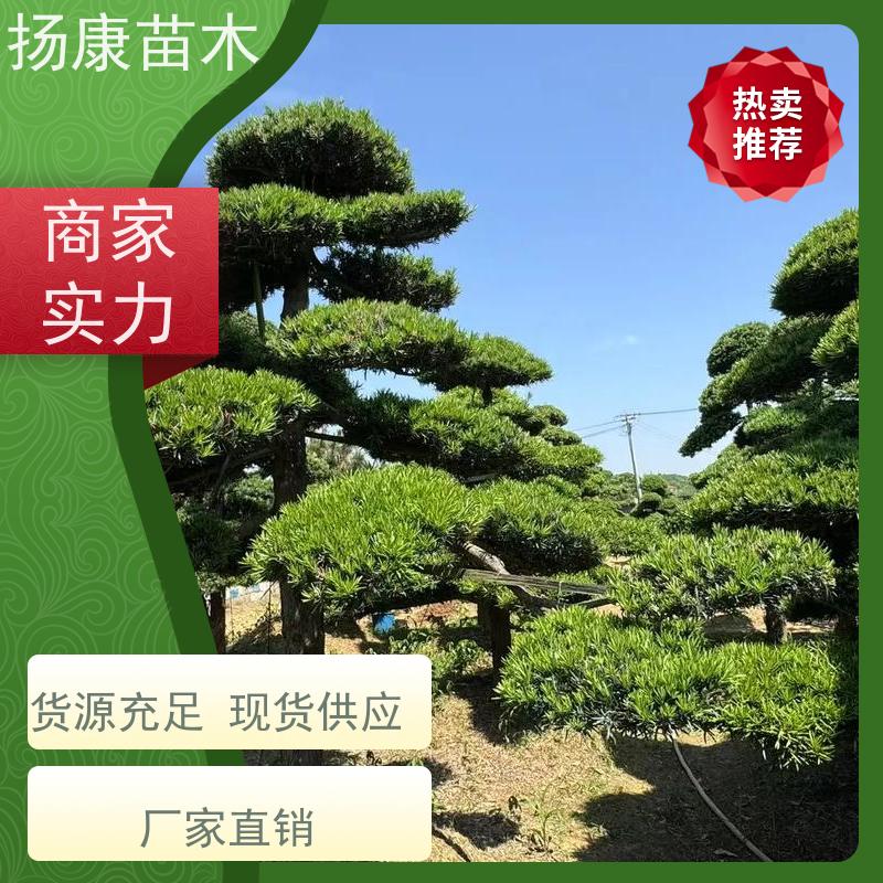 扬康苗木 基地直供 四季常青植物 多种规格可选 罗汉松毛坯