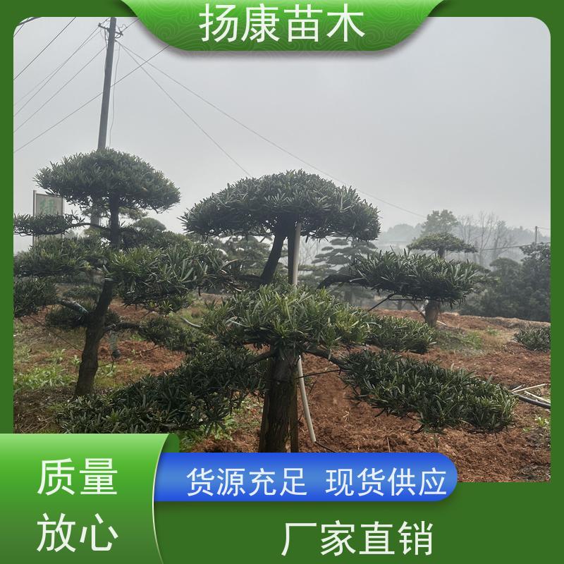 罗汉松毛坯 全国供应 扬康苗木 树形优美 景区别墅风景树 四季常绿