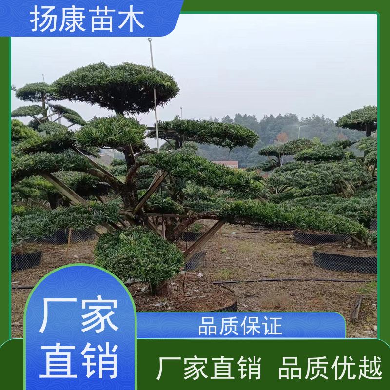 扬康苗木 地采购 庭院别墅主景树 品种齐全 贵妃罗汉松