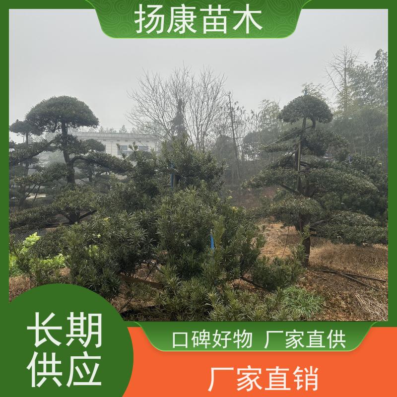 海岛罗汉松 全国供应 扬康苗木 别墅区点缀 易养活