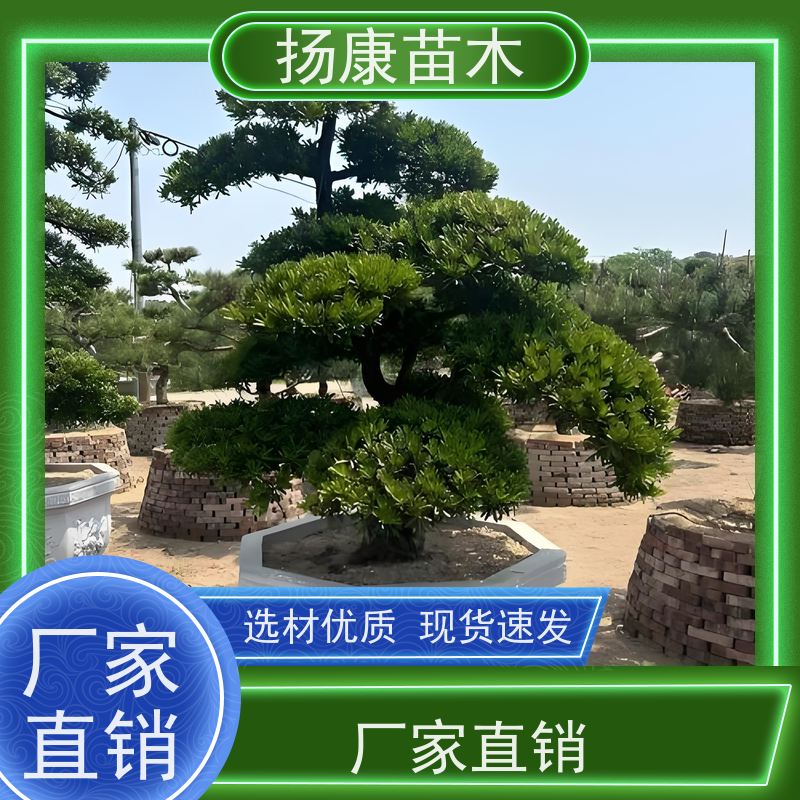 日本罗汉松 全国供应 扬康苗木 景区园林公园绿化种植