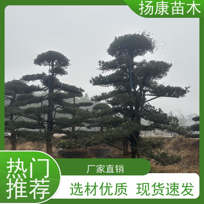 精品造型罗汉松 规格齐全 扬康苗木 四季常青植物