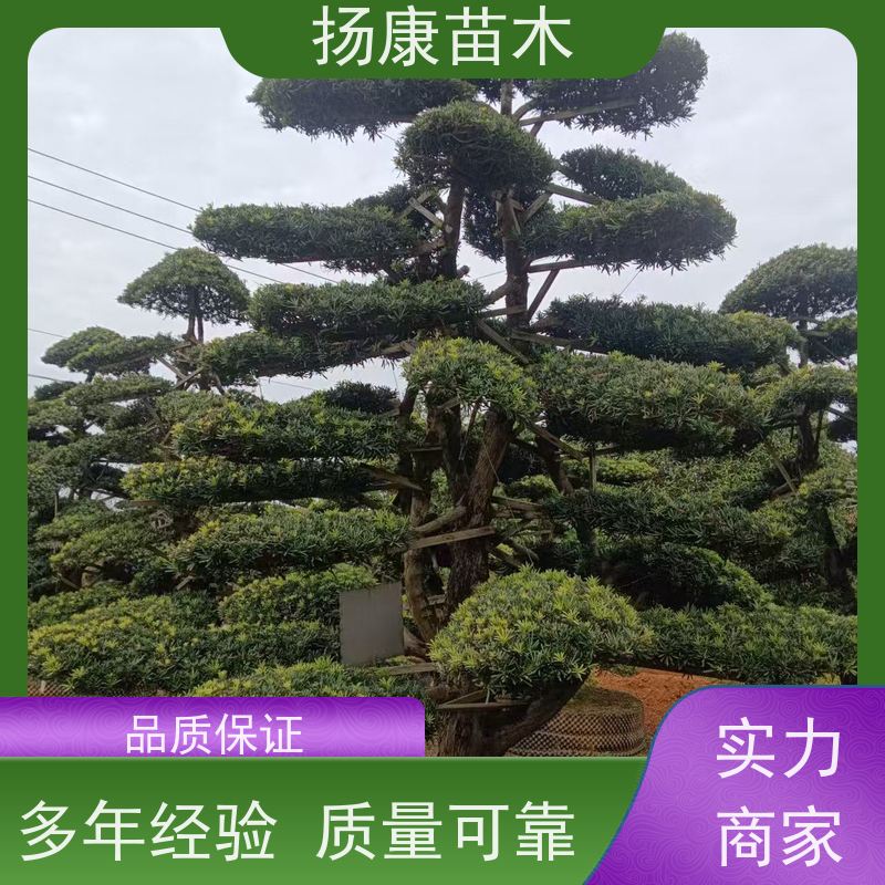 贵妃罗汉松 规格齐全 扬康苗木 别墅区点缀 易养活